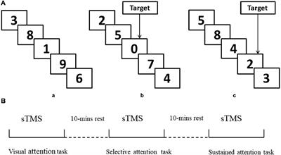 Transcranial Magnetic Stimulation to the Middle Frontal Gyrus During Attention Modes Induced Dynamic Module Reconfiguration in Brain Networks